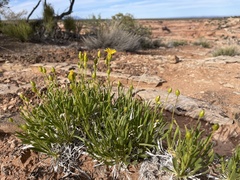 Stenotus armerioides