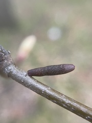 Amphibolips ellipsoidalis
