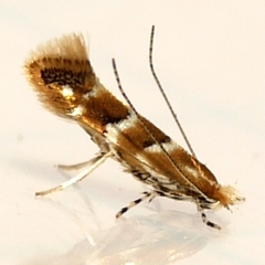 Cameraria caryaefoliella