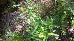Yeatesia platystegia