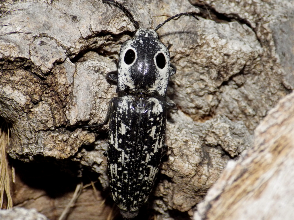 Texas Eyed Click Beetle