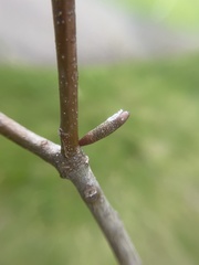 Amphibolips ellipsoidalis