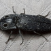 Western Eyed Click Beetle - Photo (c) Kurt Komoda, some rights reserved (CC BY-NC-ND)