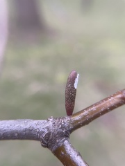 Amphibolips ellipsoidalis