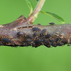 Pterocomma