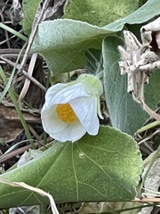 Abutilon sylvaticum