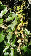 Actinidia rufa