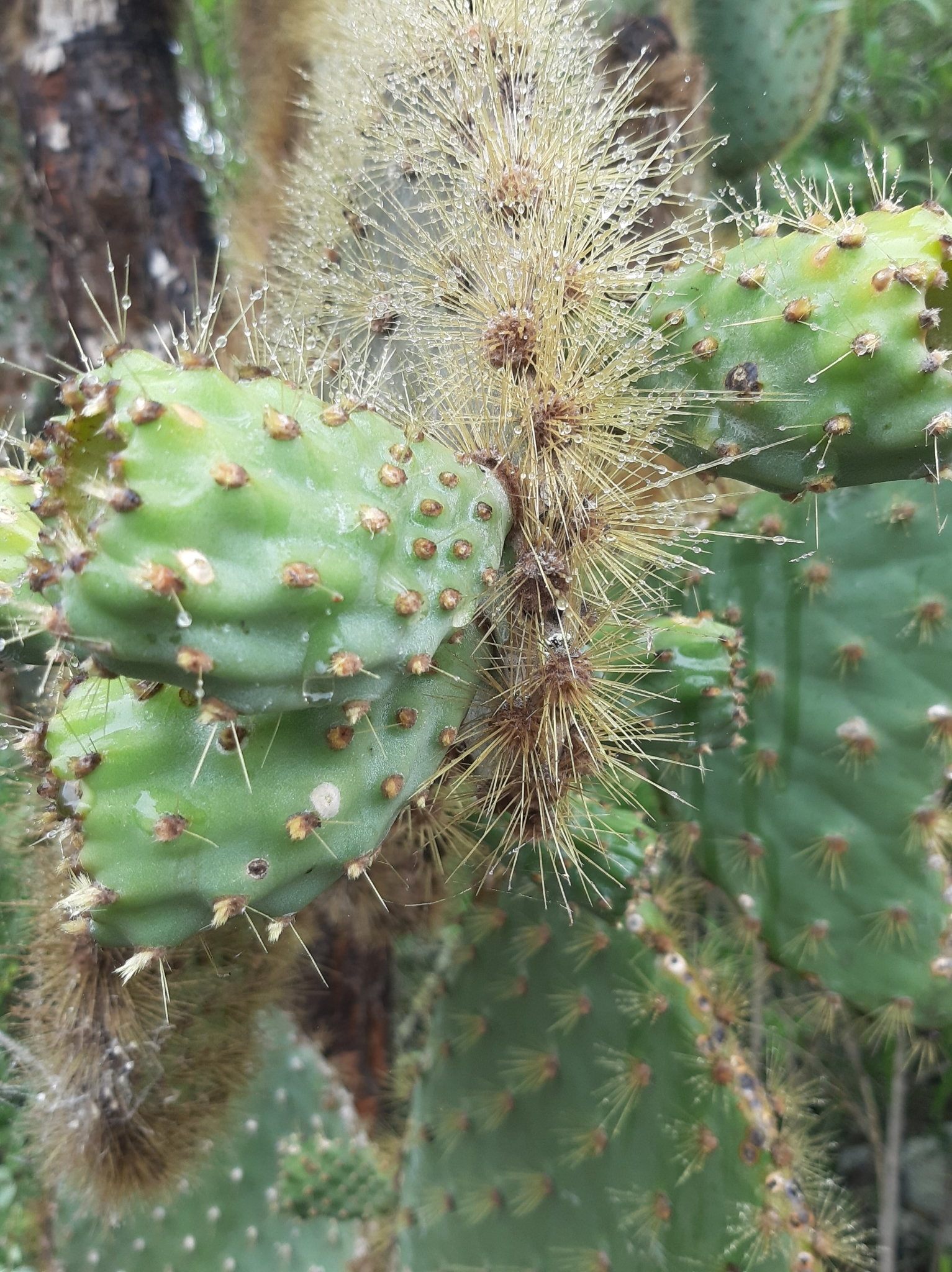 Opuntia galapageia image