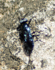 Dryudella caerulea