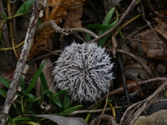 Tripneustes ventricosus