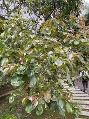 Cinnamomum micranthum