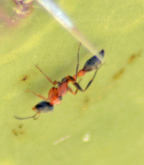 Pseudomyrmex gracilis