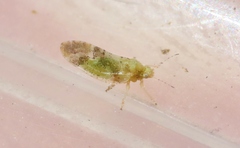 Bactericera lobata