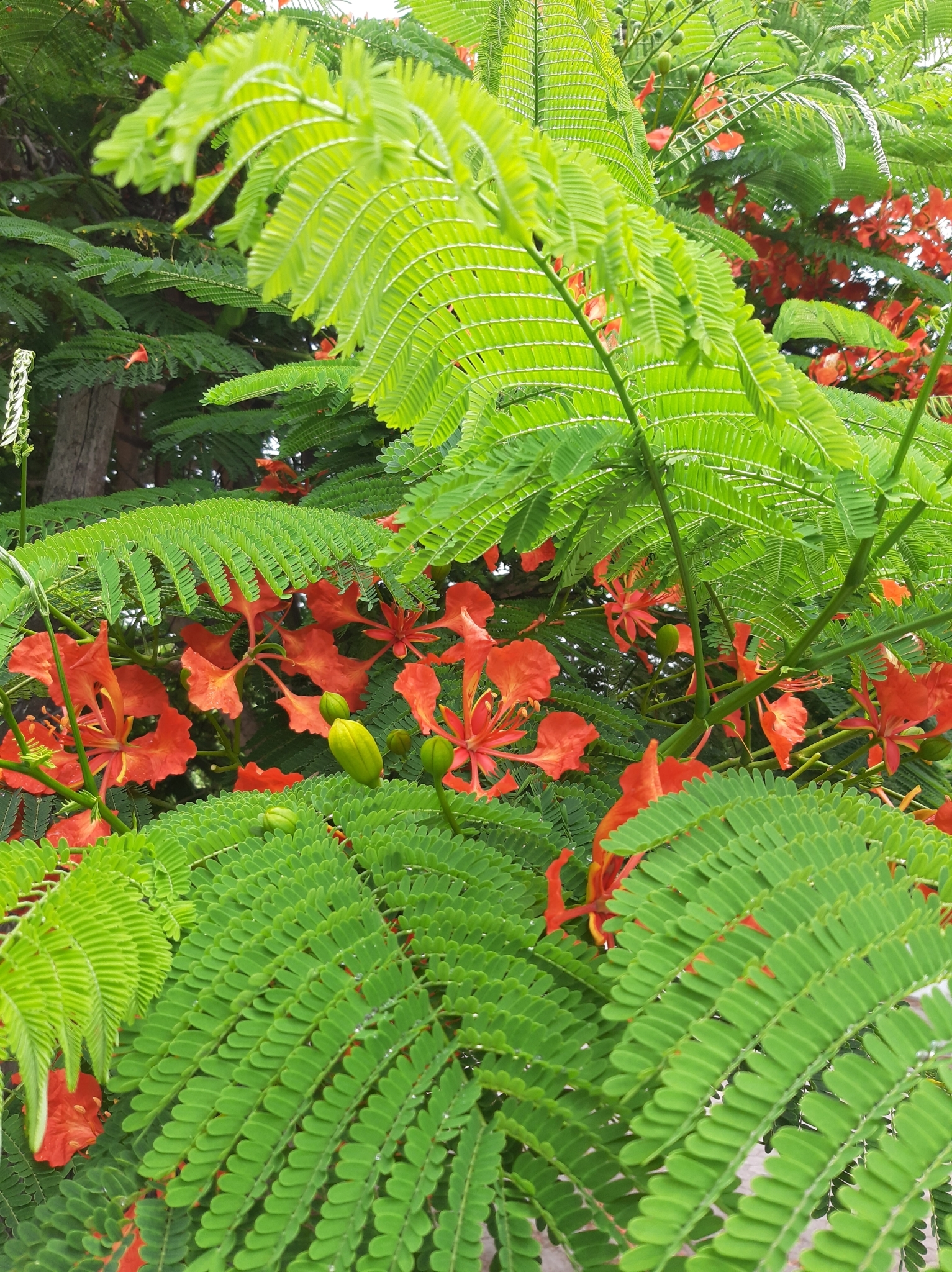 Delonix regia image