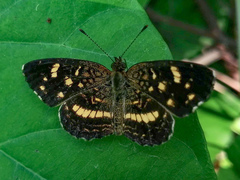 Anthanassa drusilla lelex