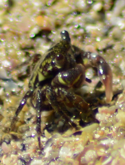 Pachygrapsus crassipes