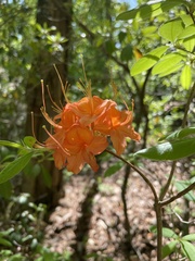 Rhododendron calendulaceum
