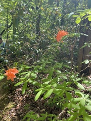 Rhododendron calendulaceum