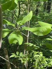 Magnolia macrophylla