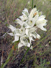 Chloraea lechleri