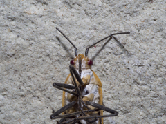 Leptocoris fuscus