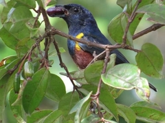 Euphonia pectoralis