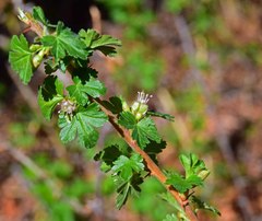 Ribes inerme