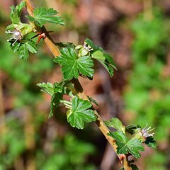 Ribes inerme