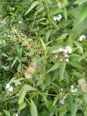Chromolaena christieana