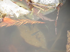 Cnesterodon decemmaculatus