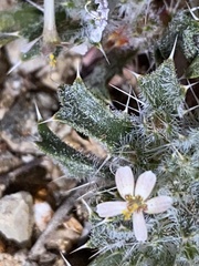 Loeseliastrum schottii