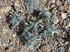 Loeseliastrum schottii