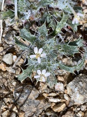 Loeseliastrum schottii