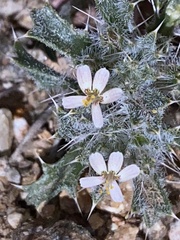 Loeseliastrum schottii