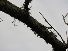 Microgramma mortoniana