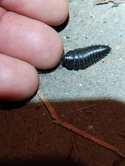 Necrophila americana