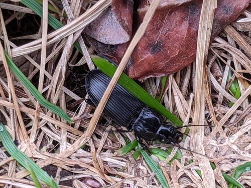 Rain Beetle photo 3