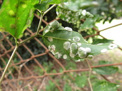 Pilocarpaceae