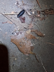 Necrophila americana