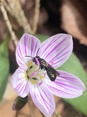 Claytonia caroliniana