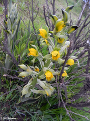 Chloraea disoides