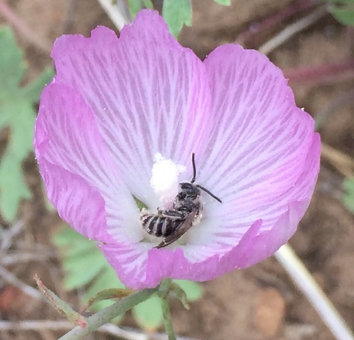 iNaturalist observation photo of Short-faced Bees