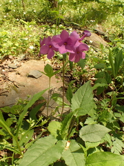 Phlox stolonifera