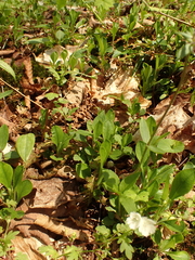Phlox stolonifera