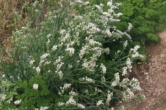 Limonium australe