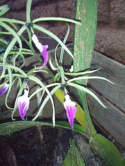 Prosthechea brassavolae