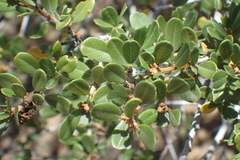 Ceanothus megacarpus