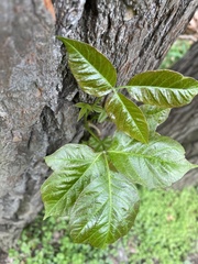 Toxicodendron