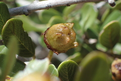 Ceanothus megacarpus