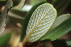 Ceanothus megacarpus